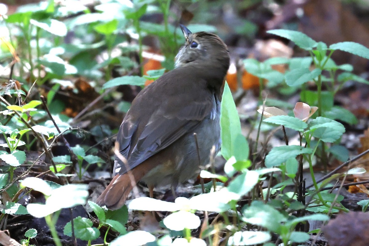 Hermit Thrush - ML645220224