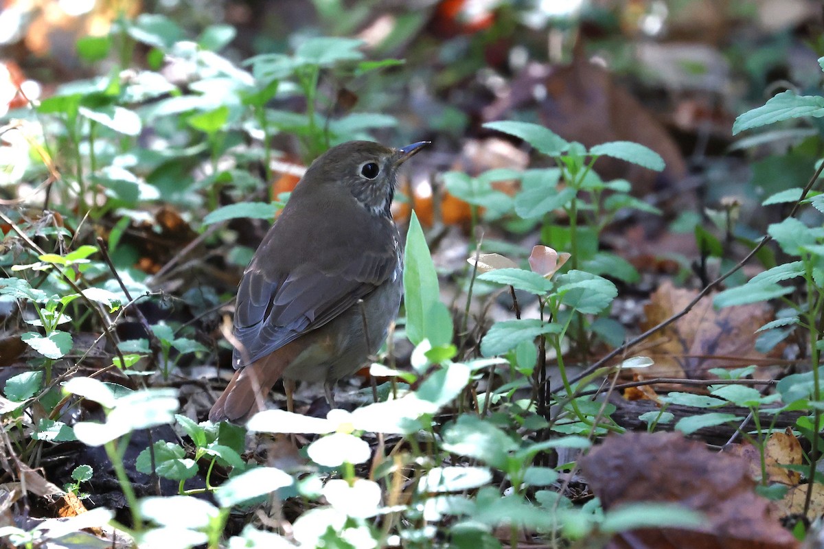 Hermit Thrush - ML645220225