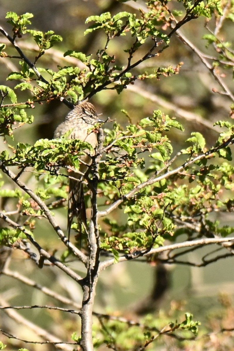 エナガカマドドリ - ML645220231