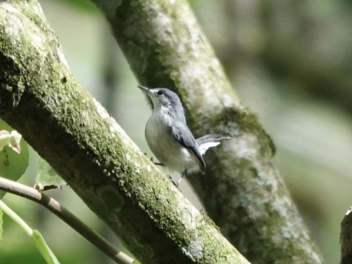 leskot tropický - ML645220235