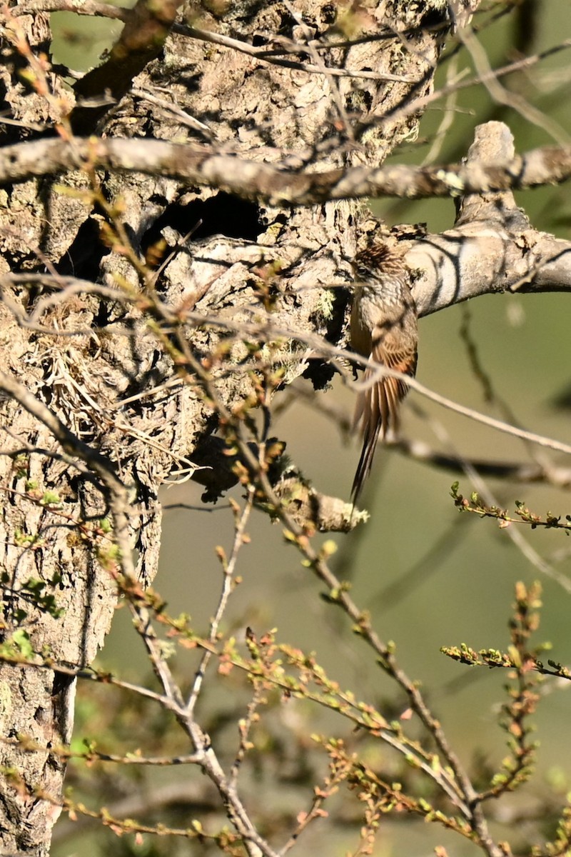 エナガカマドドリ - ML645220241