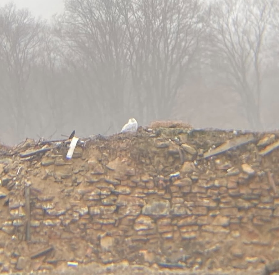Snowy Owl - ML645220246