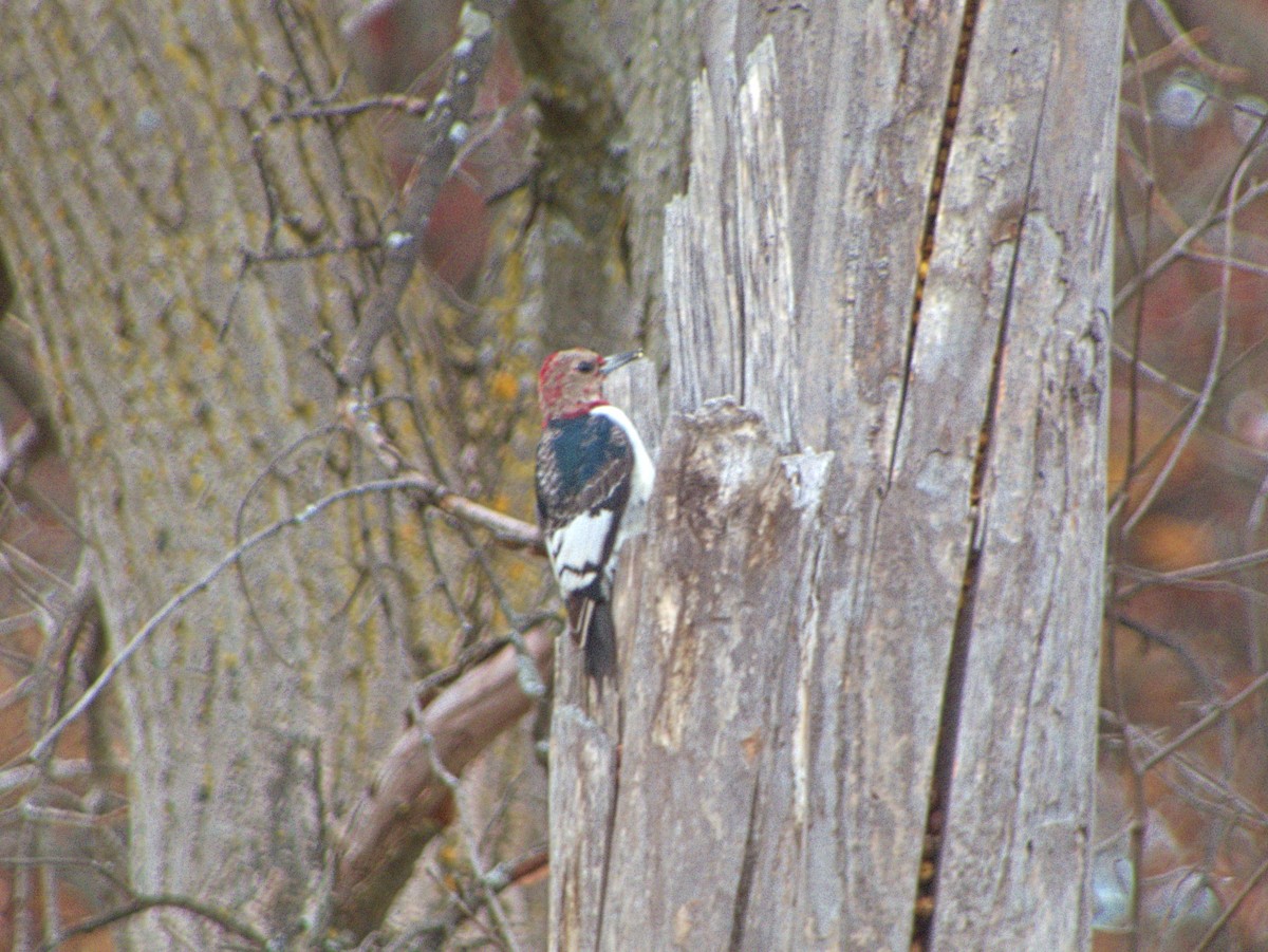 Red-headed Woodpecker - ML645220247