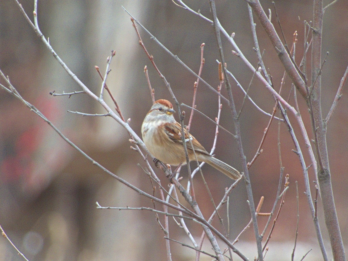 American Tree Sparrow - ML645220256