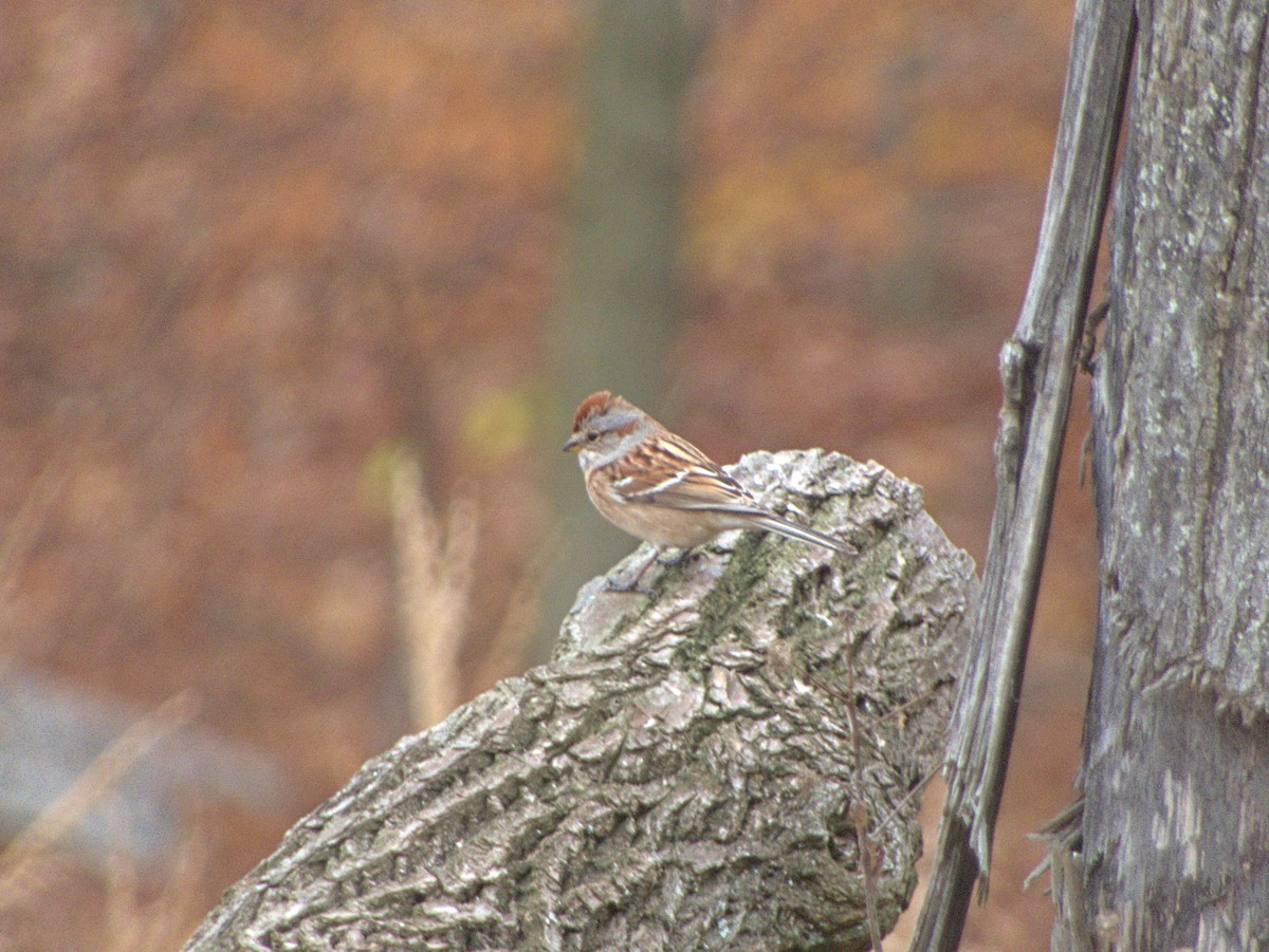 American Tree Sparrow - ML645220257