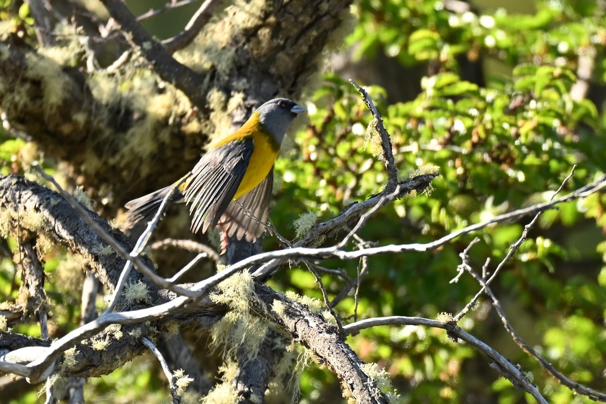 Patagonian Sierra Finch - ML645220263