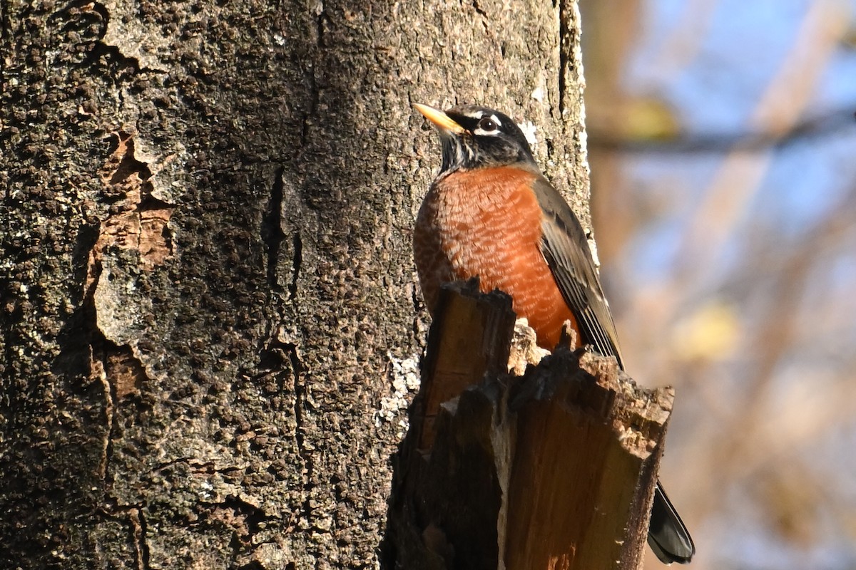 American Robin - ML645220266