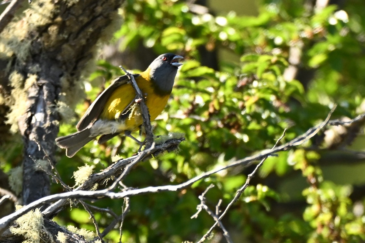 Patagonian Sierra Finch - ML645220269