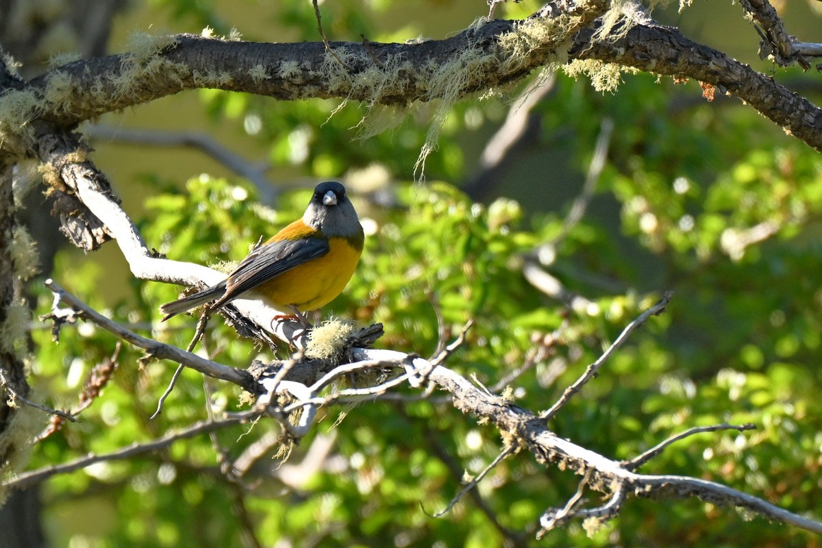 Patagonian Sierra Finch - ML645220276