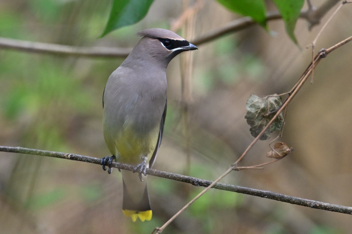 Cedar Waxwing - ML645220278