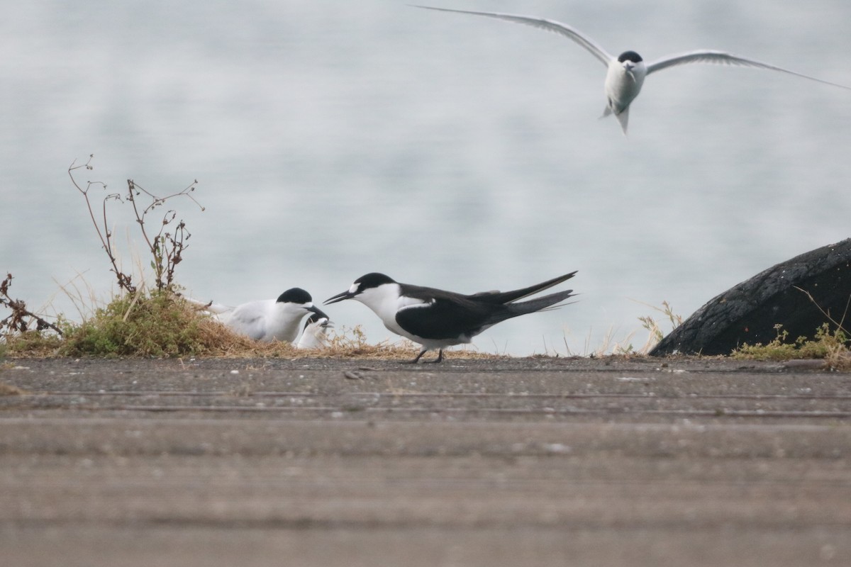 Sterna scura - ML645220284