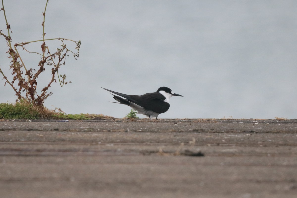 Sterna scura - ML645220285