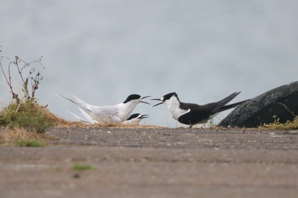 Sterna scura - ML645220286