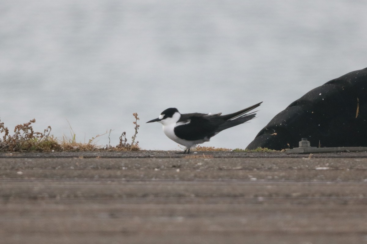 Sterna scura - ML645220287