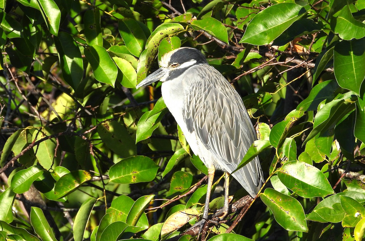 Квак чорногорлий - ML645220291