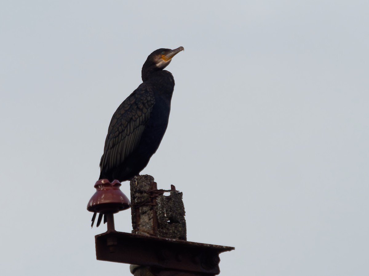 kormorán velký (ssp. carbo) - ML645220293