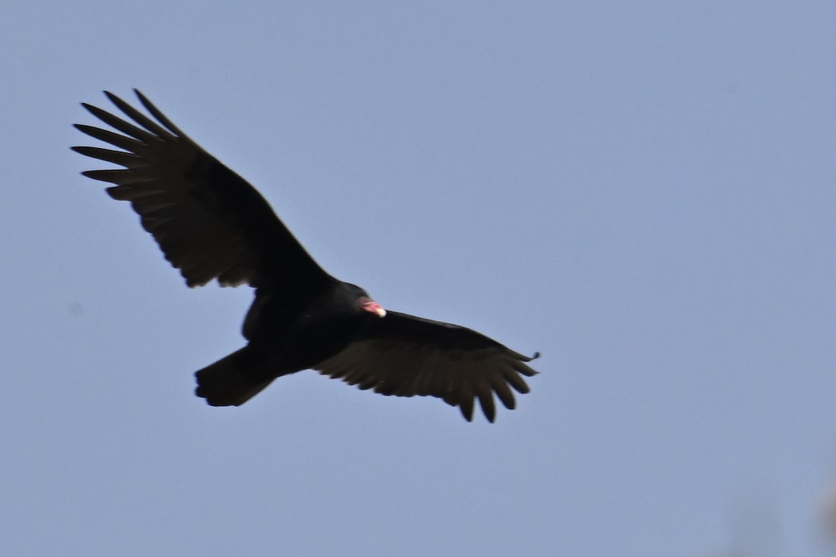 Turkey Vulture - ML645220297