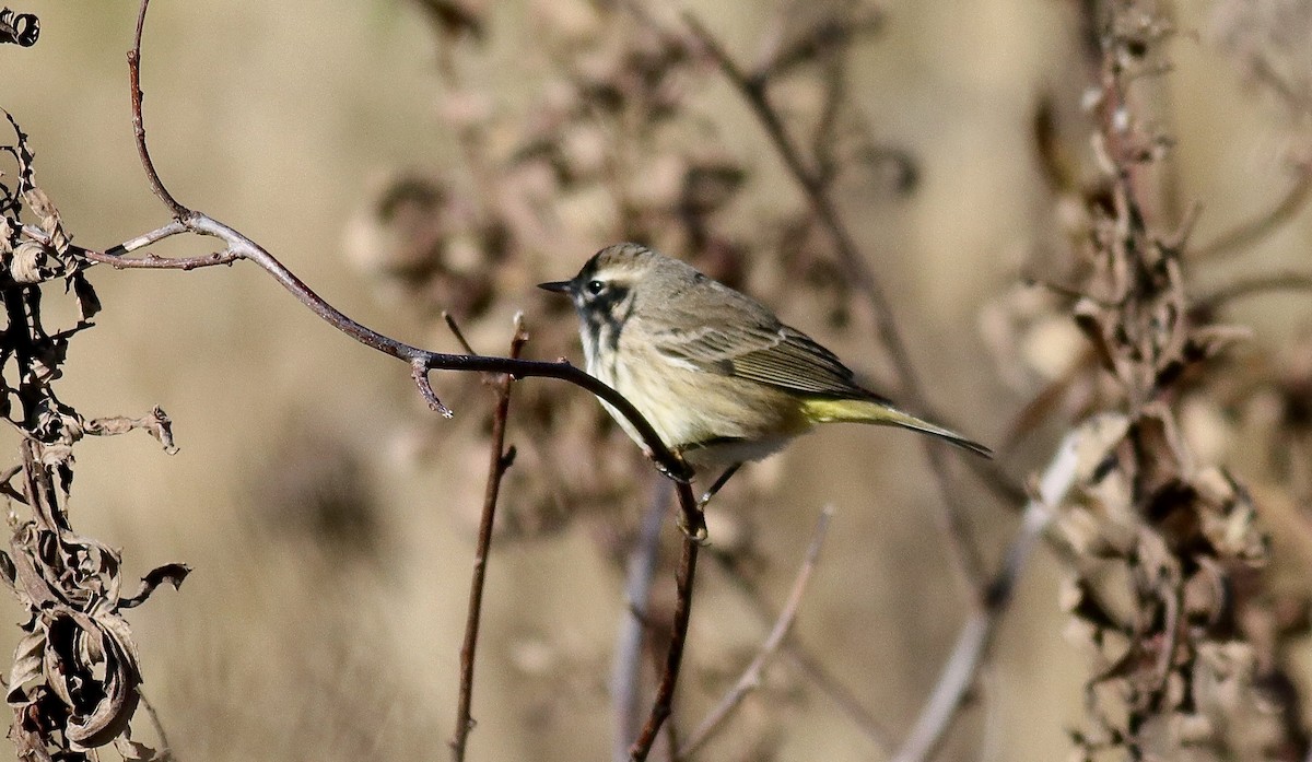 Palm Warbler - ML645220305