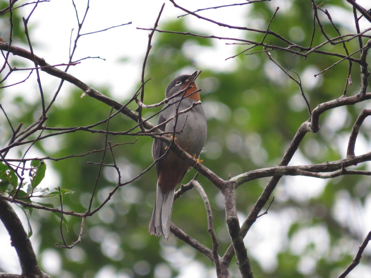 Rufous-throated Solitaire - ML64522031