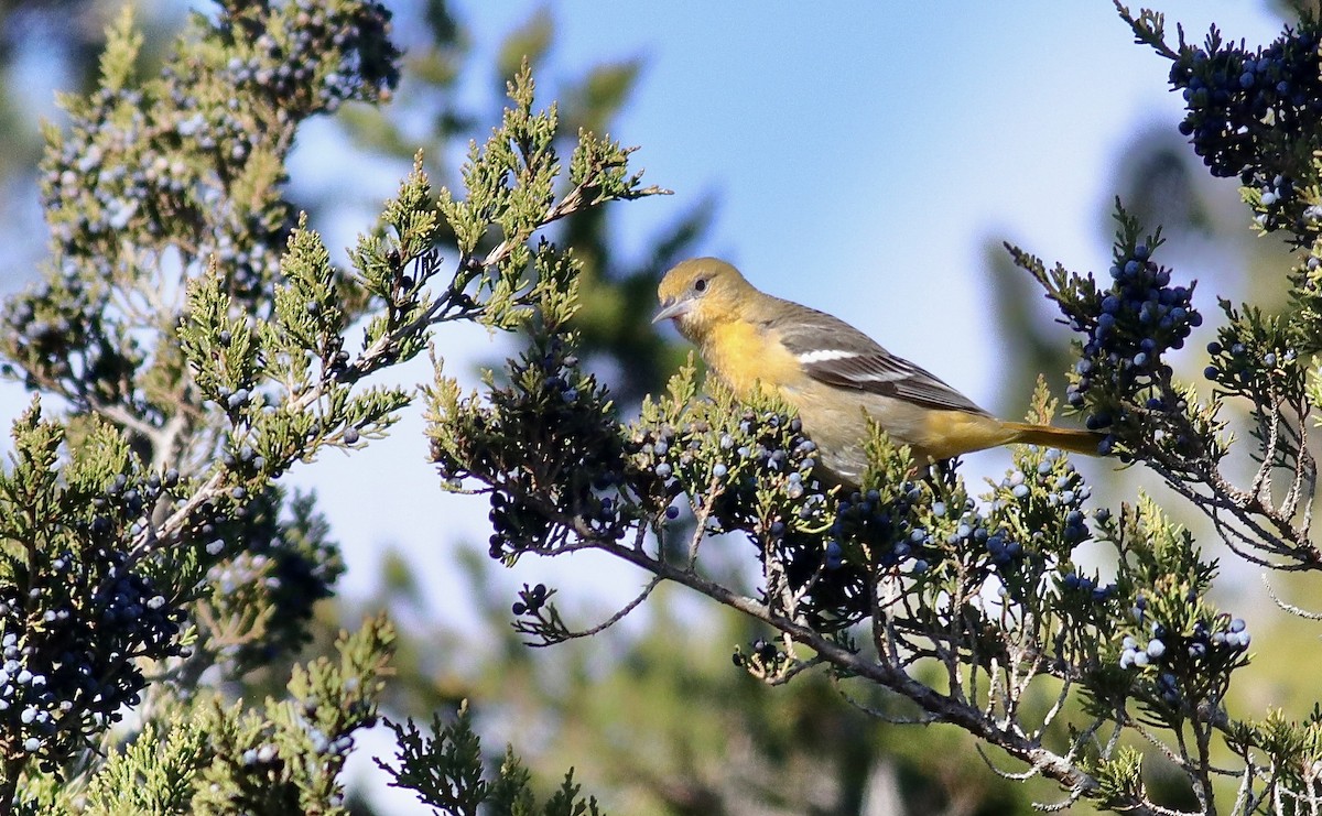Baltimore Oriole - ML645220312