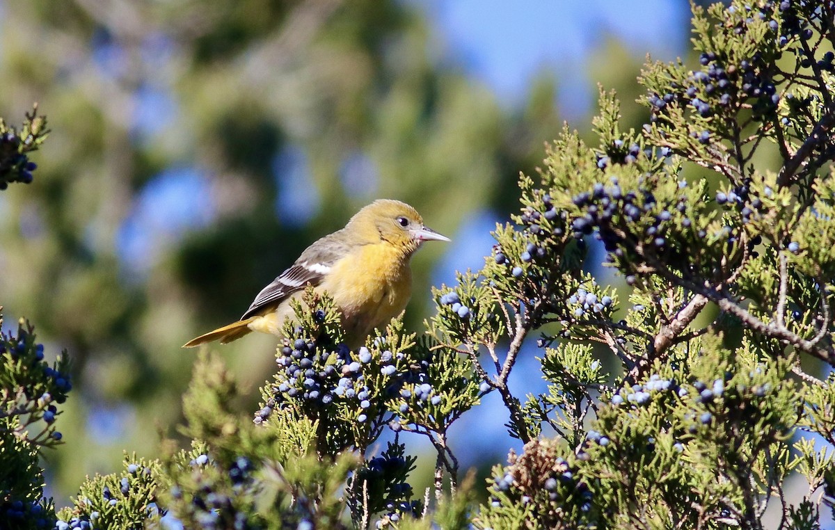 Baltimore Oriole - ML645220313