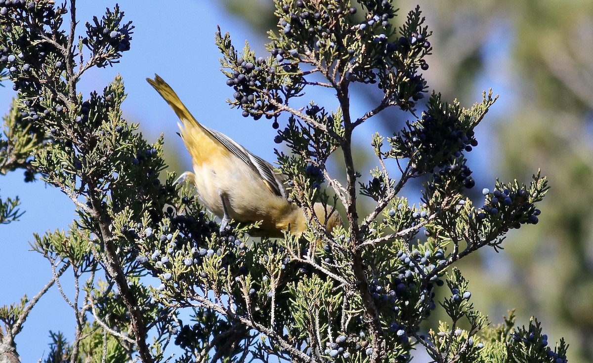 Baltimore Oriole - ML645220316