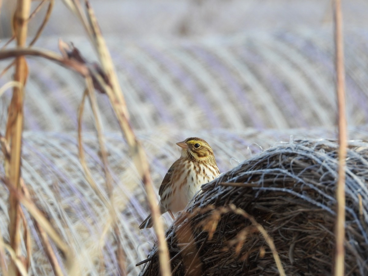 strnadec luční - ML645220320