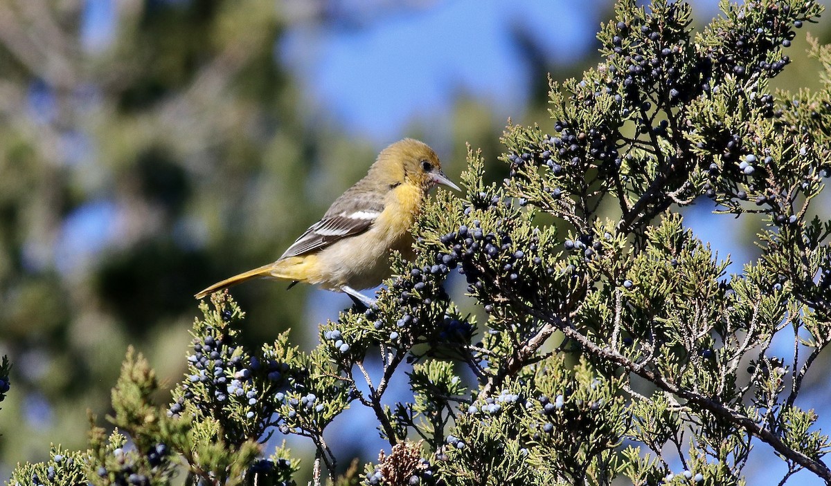 Baltimore Oriole - ML645220321