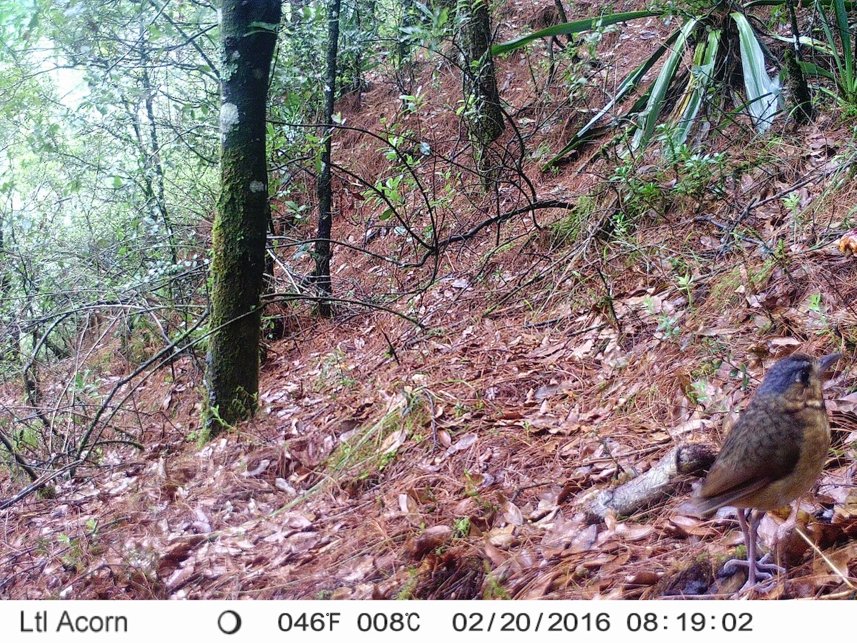 Мурашниця гватемальська - ML645220323