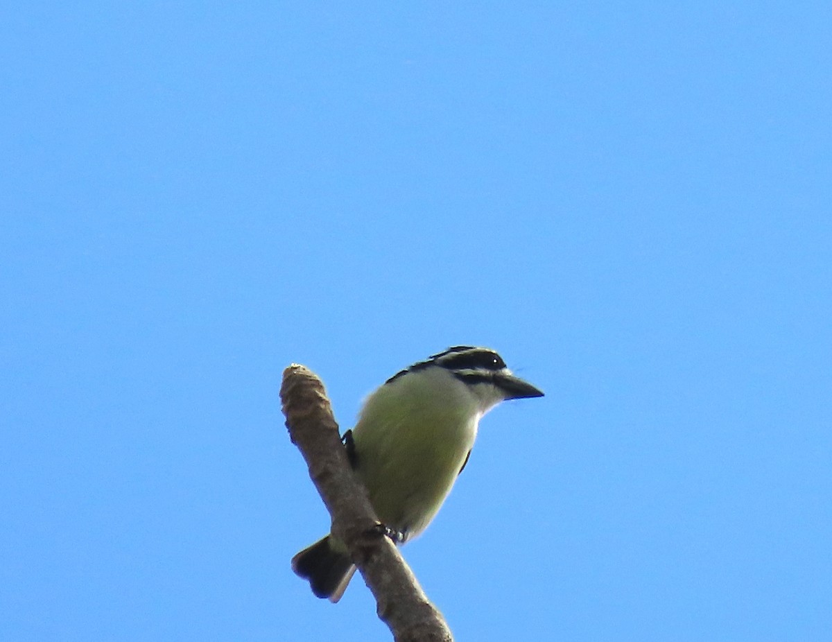 Yellow-rumped Tinkerbird - ML645220332