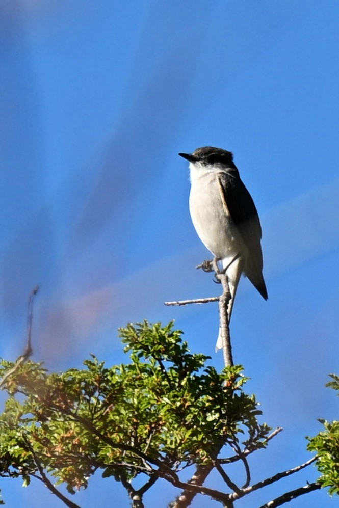 アカメタイランチョウ - ML645220336