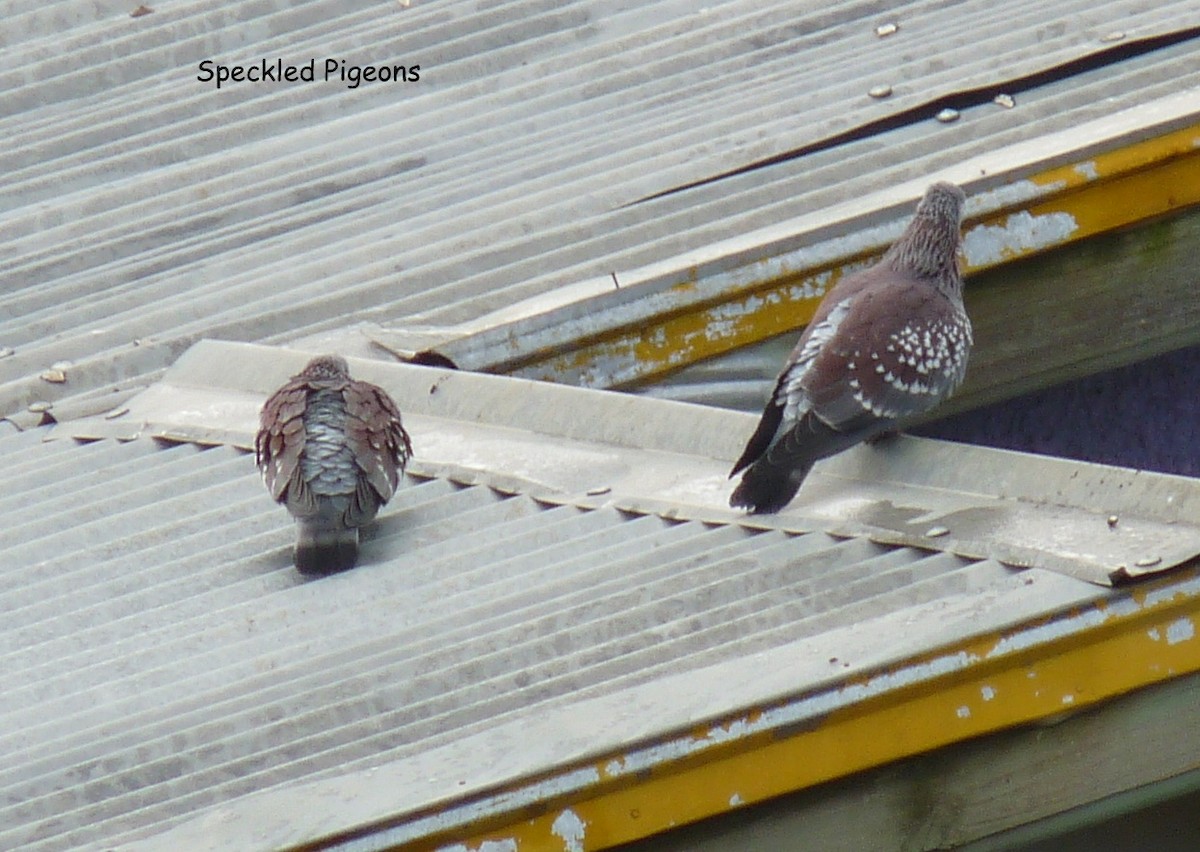 Speckled Pigeon - ML645220345