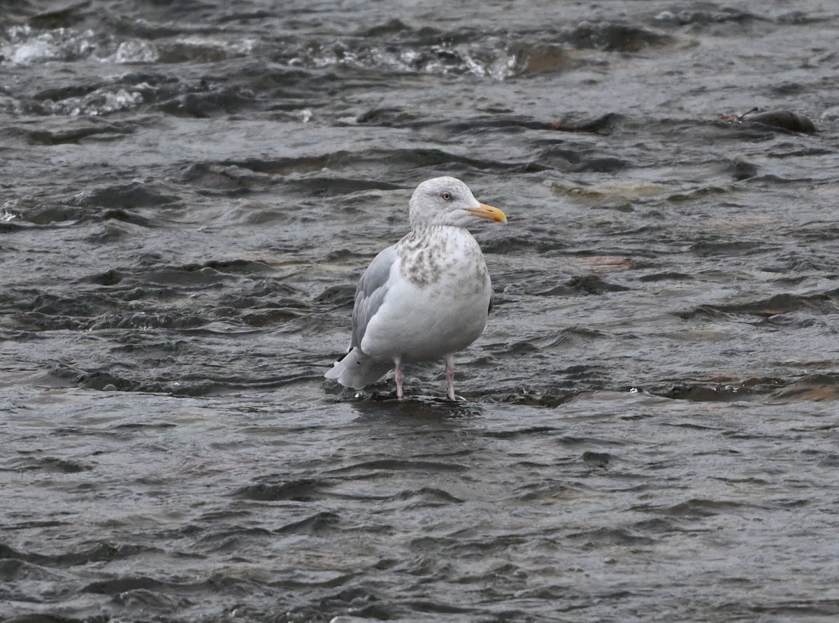 American Herring Gull - ML645220347