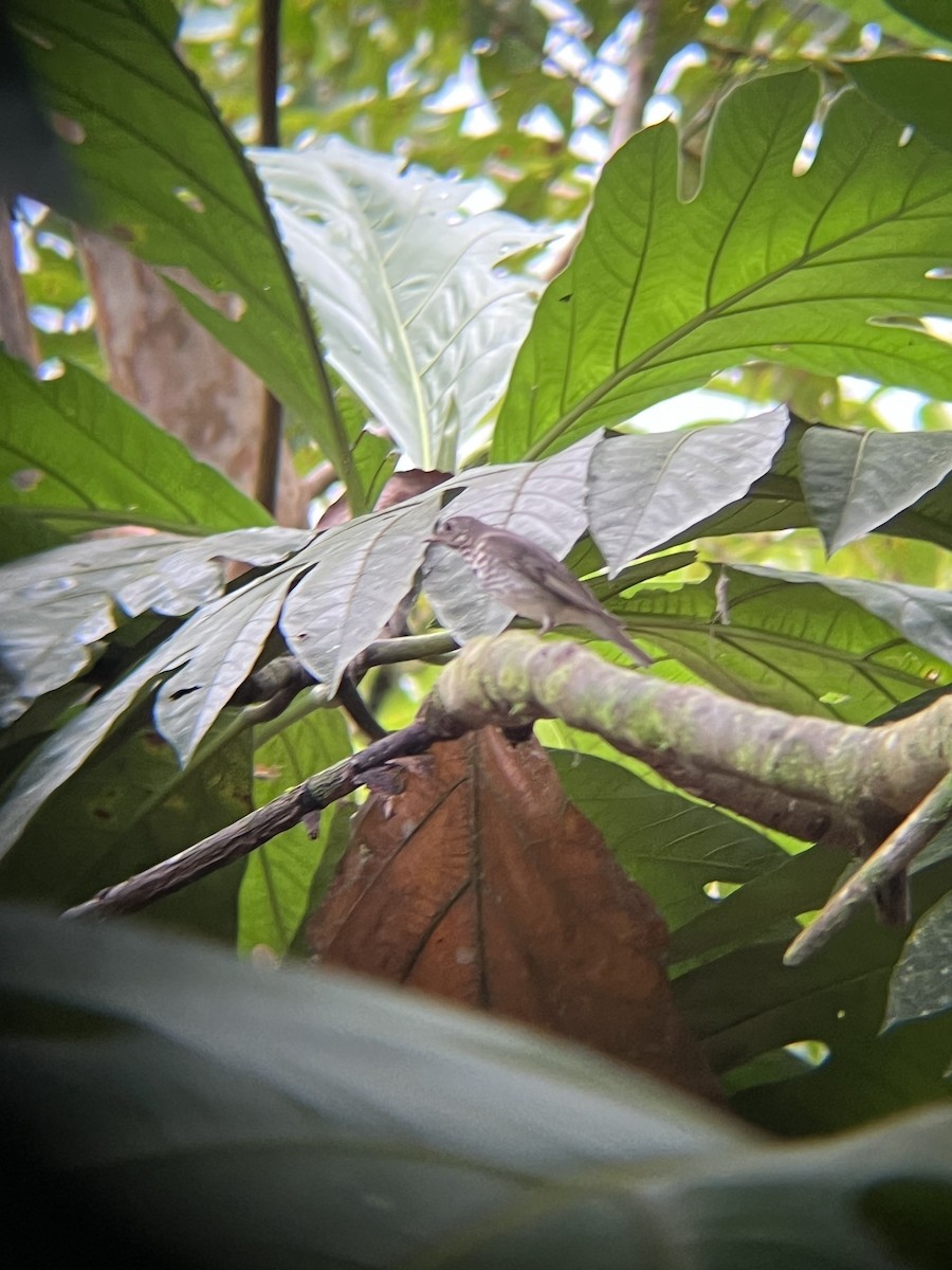 Gray-cheeked Thrush - ML645220357