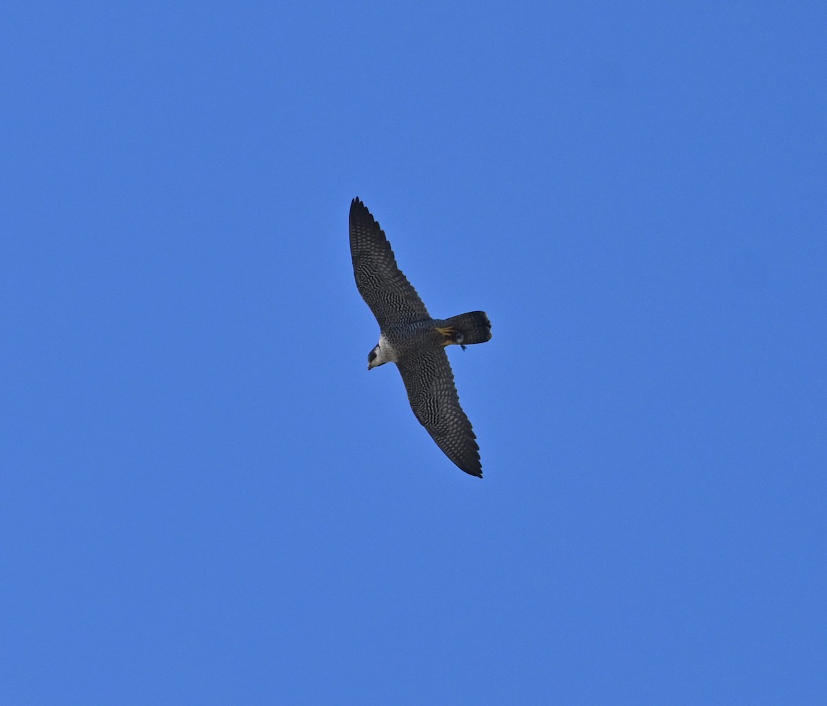 Peregrine Falcon - ML645220359