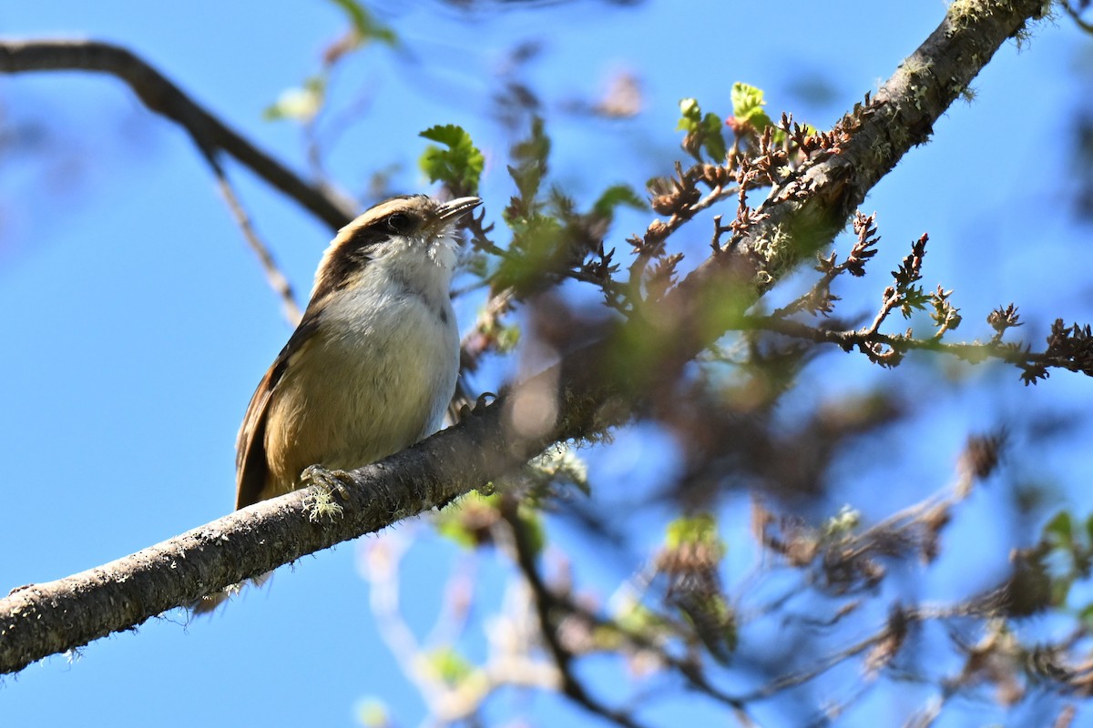 ハリオカマドドリ - ML645220365