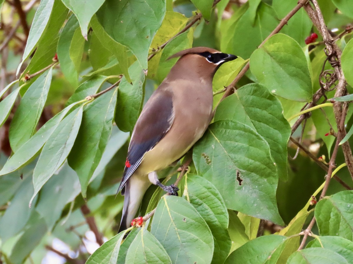 Cedar Waxwing - ML645220377