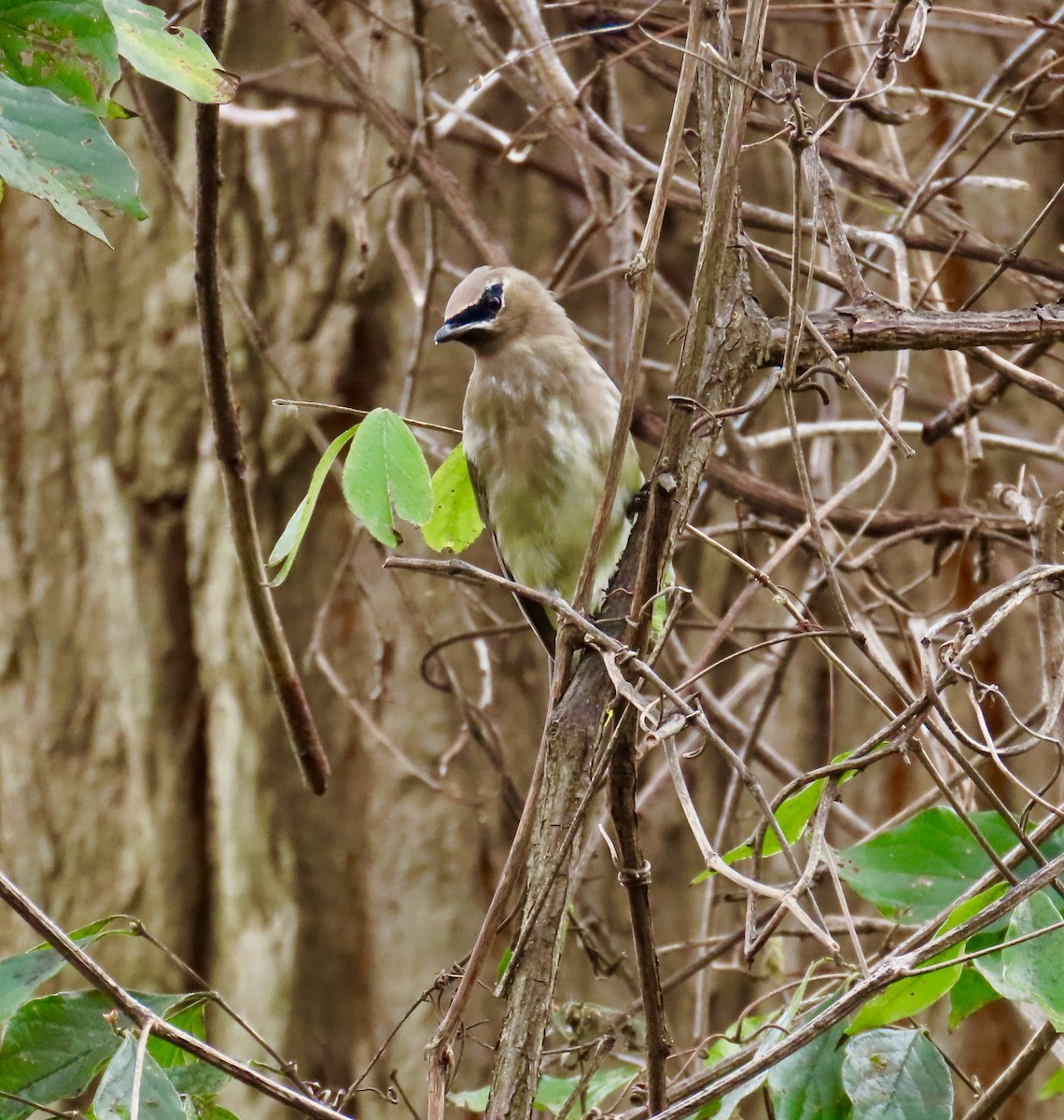 Cedar Waxwing - ML645220378