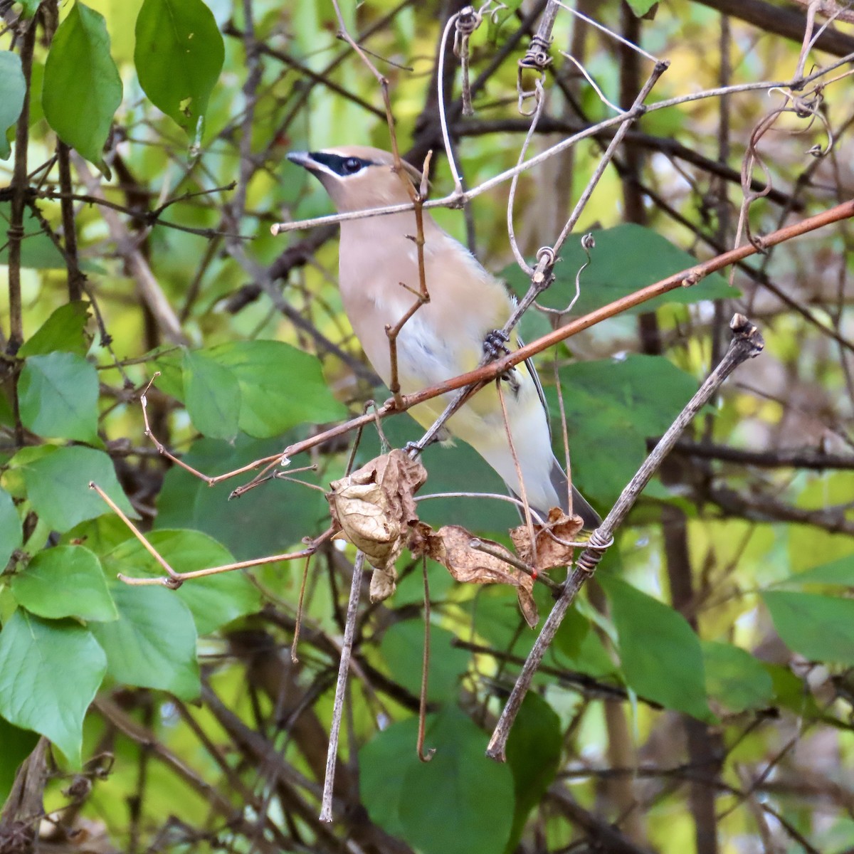 Cedar Waxwing - ML645220379