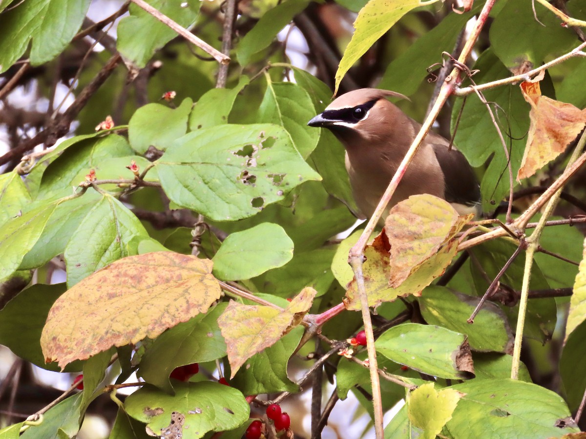 Cedar Waxwing - ML645220380