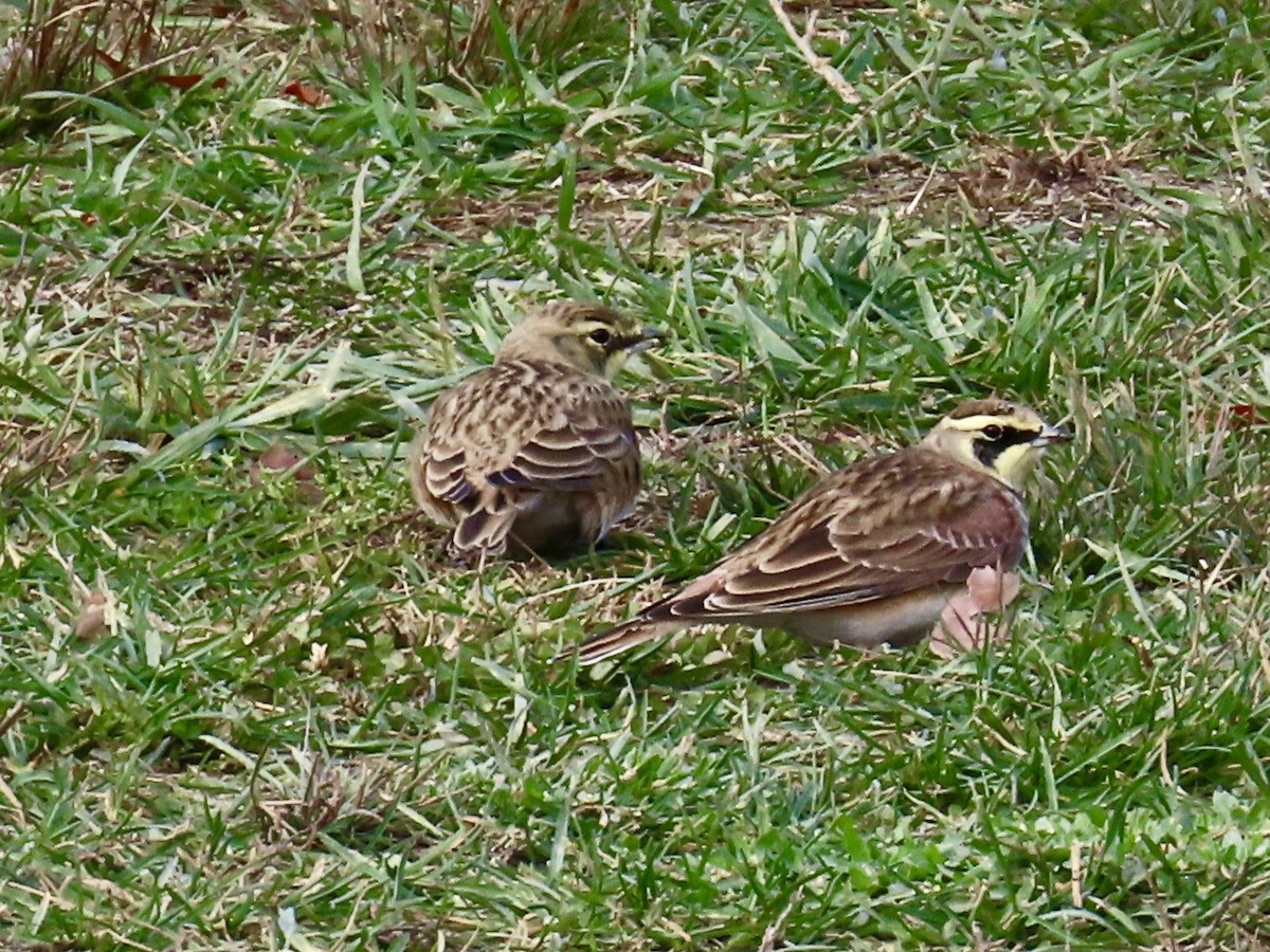 Horned Lark - ML645220388