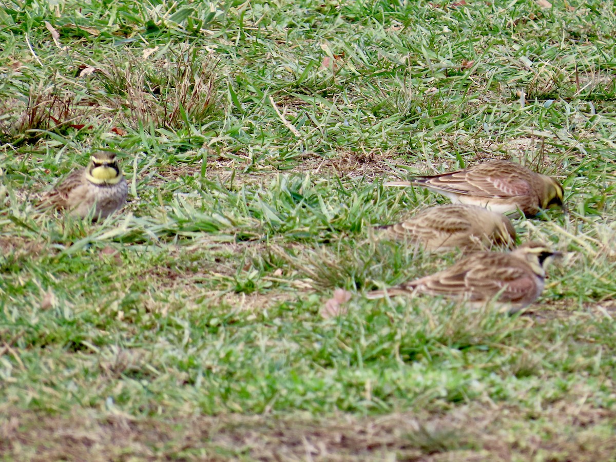Horned Lark - ML645220390