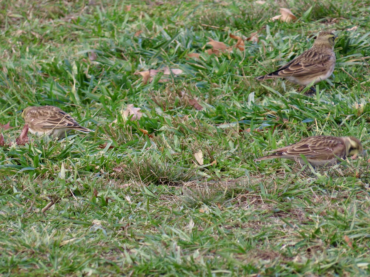 Horned Lark - ML645220392