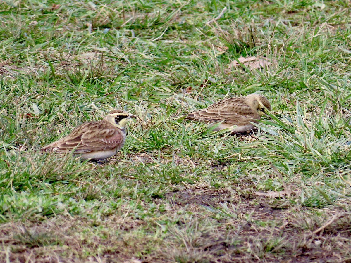 Horned Lark - ML645220393