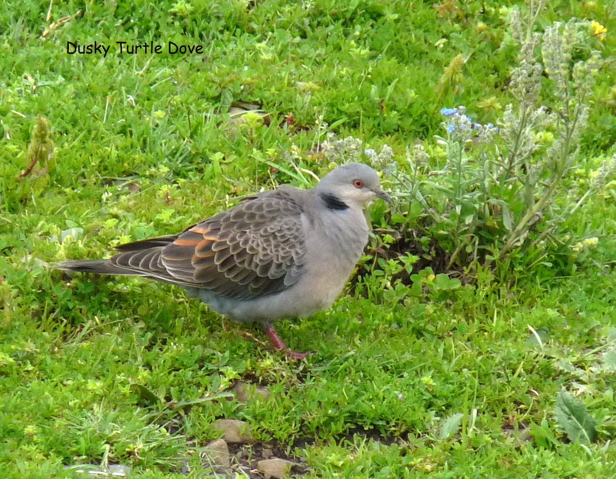 Dusky Turtle-Dove - ML645220398