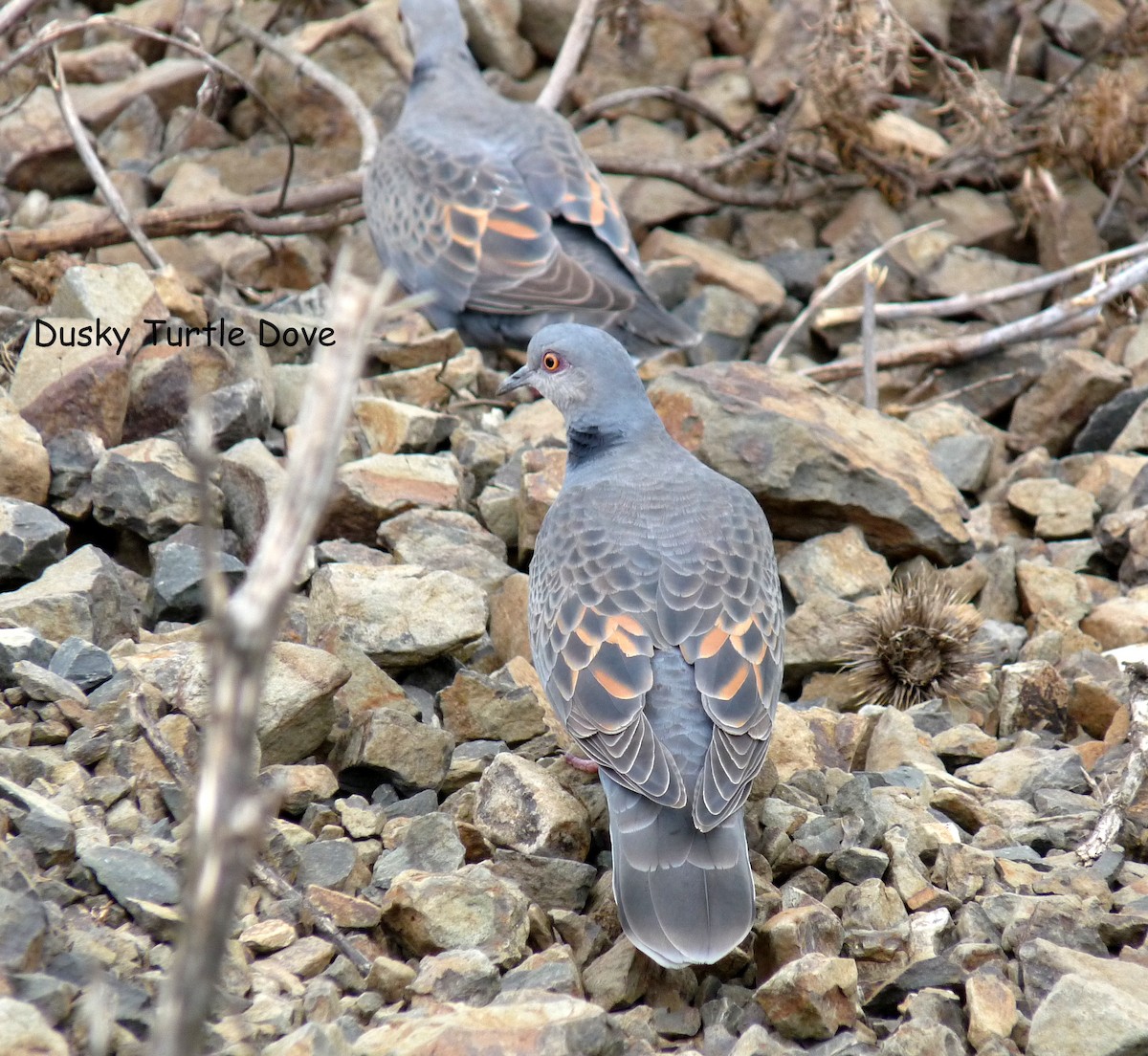 Dusky Turtle-Dove - ML645220399