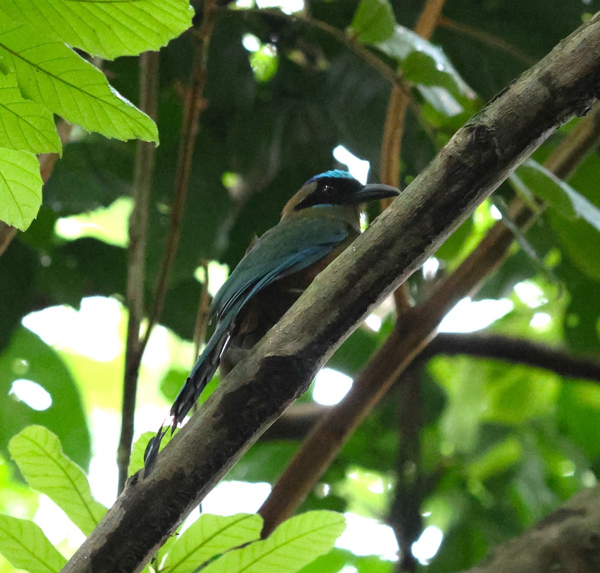 Whooping Motmot - ML645220405