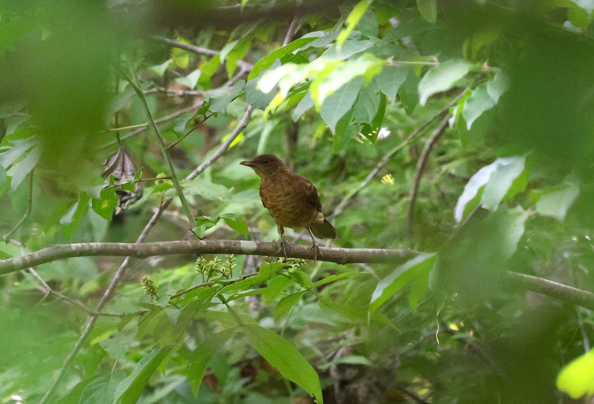 Clay-colored Thrush - ML645220414