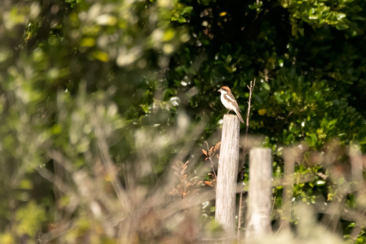 ťuhýk rudohlavý - ML645220416