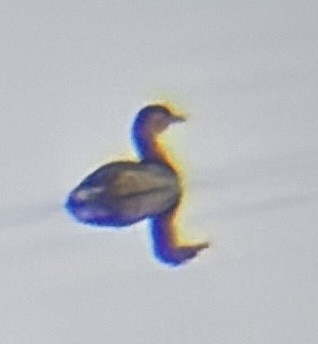 Pied-billed Grebe - ML645220418